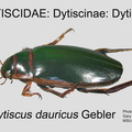 DYTIS-DYTI Dytiscus dauricus GP MSU-ARC