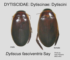 DYTIS-DYTI Dytiscus fasciventris GP MSU-ARC