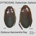 DYTIS-DYTI Dytiscus fasciventris GP MSU-ARC