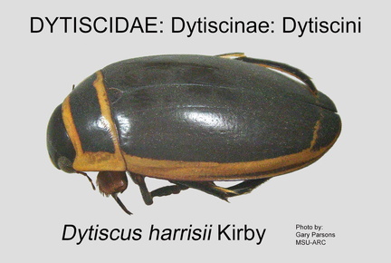 DYTIS-DYTI Dytiscus harrisii GP MSU-ARC