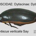 DYTIS-DYTI Dytiscus verticalis GP MSU-ARC