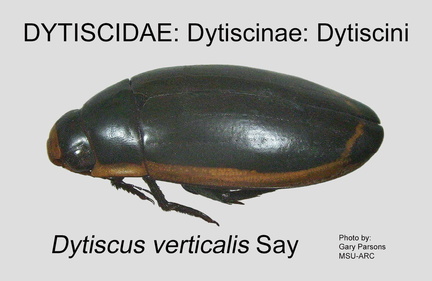 DYTIS-DYTI Dytiscus verticalis GP MSU-ARC