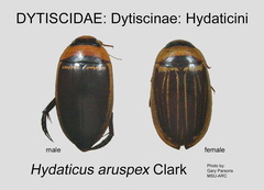 DYTIS-HYDA Hydaticus aruspex M+F GP MSU-ARC