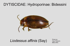 HYDRO-BIDES Liodessus affinis GP MSU-ARC
