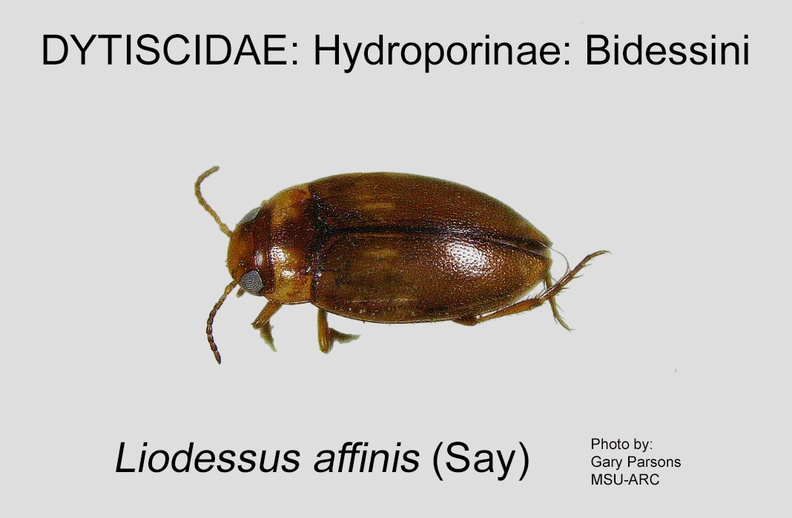 HYDRO-BIDES Liodessus affinis GP MSU-ARC.jpg