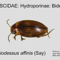 HYDRO-BIDES Liodessus affinis GP MSU-ARC