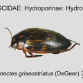 HYDRO-HYDRO Boreonectes griseostriatus GP MSU-ARC