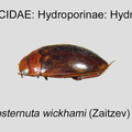 HYDRO-HYDRO Heterosternuta wickhami GP MSU-ARC