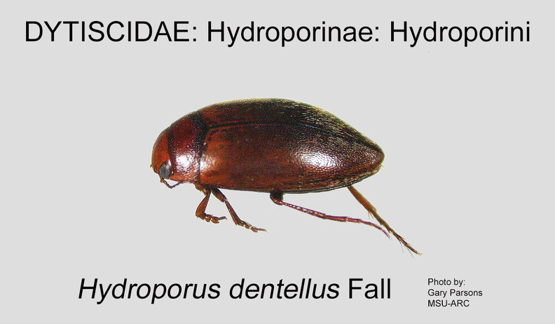 HYDRO-HYDRO Hydroporus dentellus GP MSU-ARC.jpg