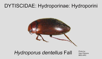HYDRO-HYDRO Hydroporus dentellus GP MSU-ARC
