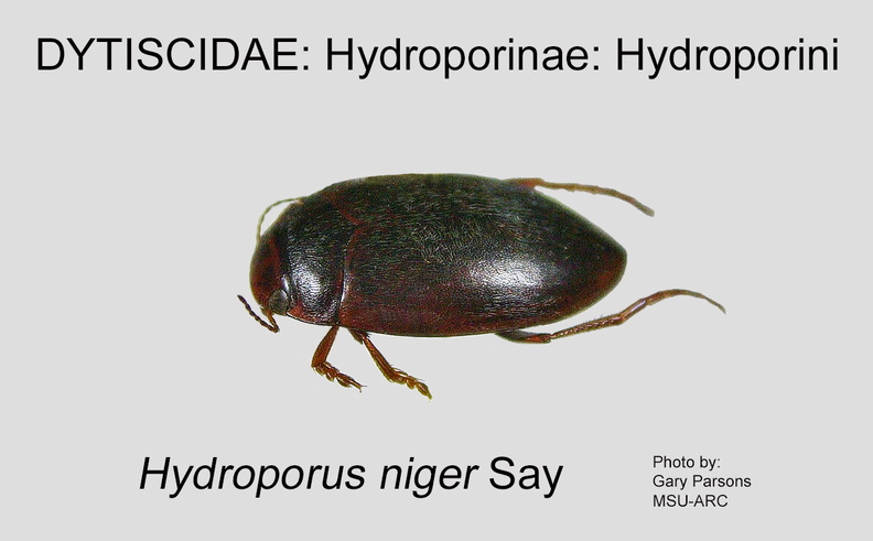 HYDRO-HYDRO Hydroporus niger GP MSU-ARC.jpg