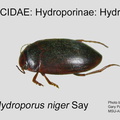 HYDRO-HYDRO Hydroporus niger GP MSU-ARC