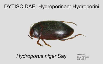 HYDRO-HYDRO Hydroporus niger GP MSU-ARC