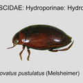 HYDRO-HYDROV Hydrovatus pustulatus GP MSU-ARC
