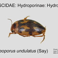 HYDRO-HYDRO Neoporus undulatus GP MSU-ARC