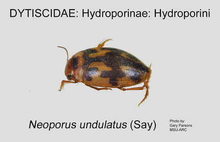 HYDRO-HYDRO Neoporus undulatus GP MSU-ARC