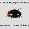 HYDRO-HYPH Desmopachria convexa GP MSU-ARC