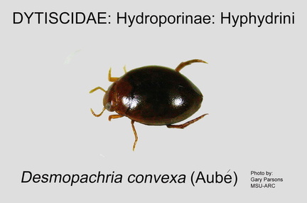 HYDRO-HYPH Desmopachria convexa GP MSU-ARC