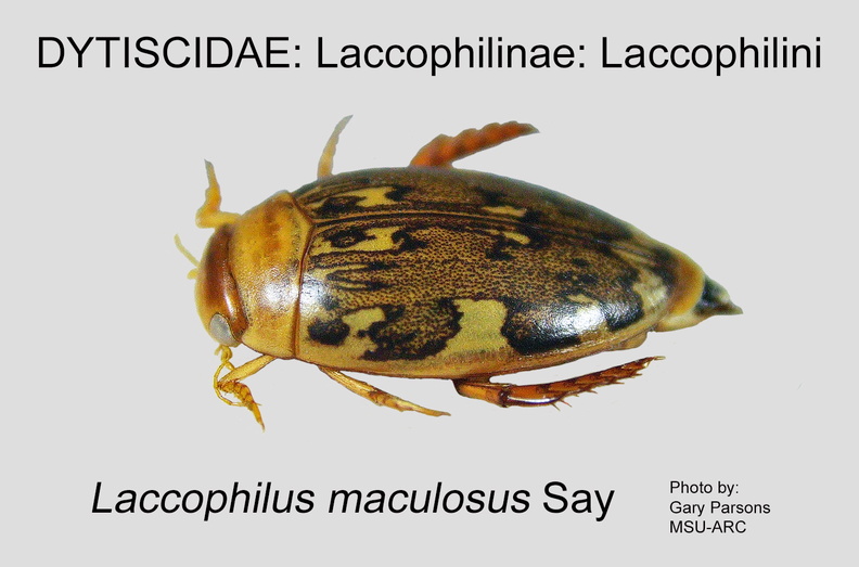 LACC-LACC Laccophilus maculosus GP MSU-ARC.jpg