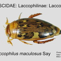 LACC-LACC Laccophilus maculosus GP MSU-ARC