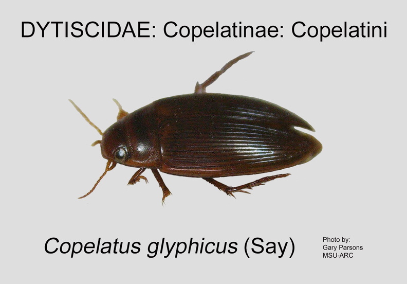 COPE-COPE Copelatus glyphicus GP MSU-ARC.jpg