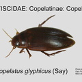 COPE-COPE Copelatus glyphicus GP MSU-ARC.jpg
