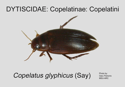 COPE-COPE Copelatus glyphicus GP MSU-ARC