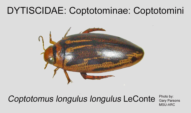COPT-COPT Coptotomus longulus GP MSU-ARC.jpg