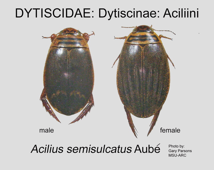 DYTIS-ACIL Acilius semisulcatus M+F GP MSU-ARC.jpg