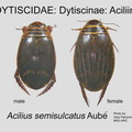 DYTIS-ACIL Acilius semisulcatus M+F GP MSU-ARC