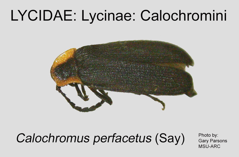 LYCI-CALOC Calochromus perfacetus GP MSU-ARC.jpg