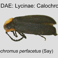 LYCI-CALOC Calochromus perfacetus GP MSU-ARC