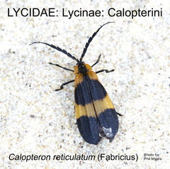 LYCI-CALOP Calopteron reticulatum PM