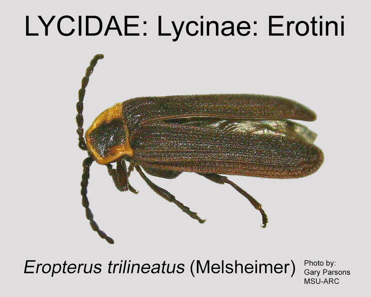 LYCI-EROT Eropterus trilineatus GP MSU-ARC.jpg