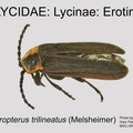 LYCI-EROT Eropterus trilineatus GP MSU-ARC
