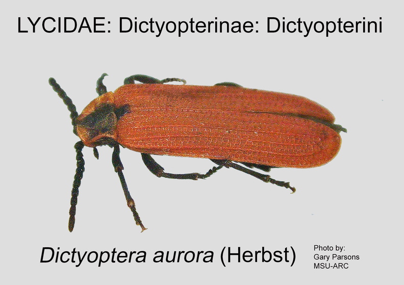DICT-DICT Dictyoptera  aurora GP MSU-ARC.jpg