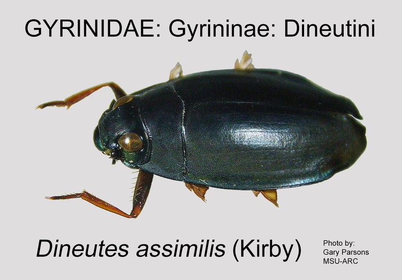 GYRI-DINE Dineutes assimilis GP MSU-ARC.jpg