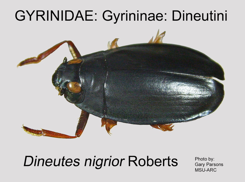 GYRI-DINE Dineutes nigrior GP MSU-ARC.jpg