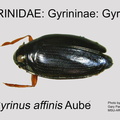 GYRI-GYRI Gyrinus affinis GP MSU-ARC