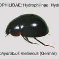 HYDRO-HYDROP Limnohydrobius melaenus GP MSU-ARC