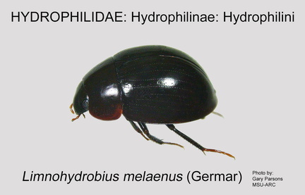 HYDRO-HYDROP Limnohydrobius melaenus GP MSU-ARC