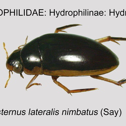 Hydrophilidae