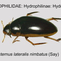 HYDRO-HYDROP Tropisternus lateralis nimbatus GP MSU-ARC