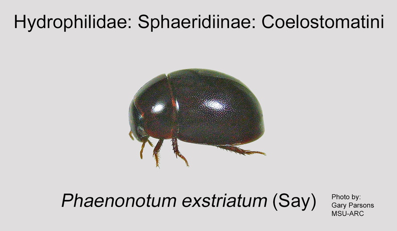 SPHAE-COEL Phaenonotum exstriatum GP MSU-ARC