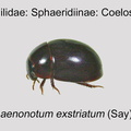 SPHAE-COEL Phaenonotum exstriatum GP MSU-ARC