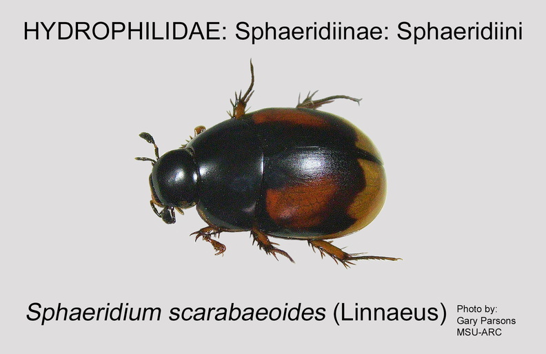 SPHAE-SPHAE Sphaeridium scarabaeoides GP MSU-ARC.jpg