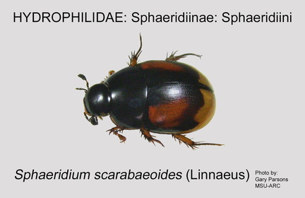 SPHAE-SPHAE Sphaeridium scarabaeoides GP MSU-ARC