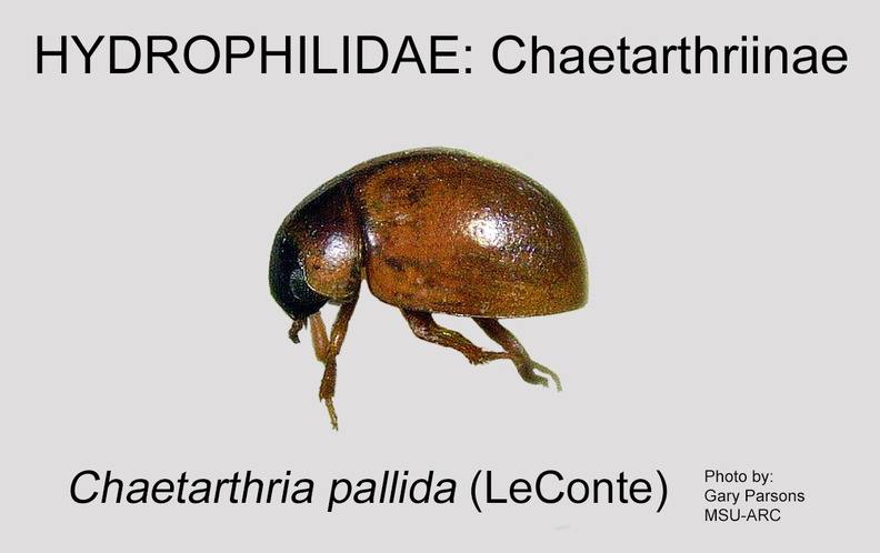CHAET Chaetarthria  pallida GP MSU-ARC.jpg