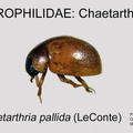 CHAET Chaetarthria  pallida GP MSU-ARC