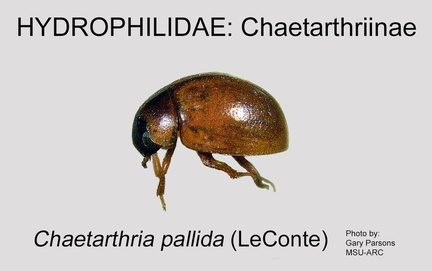 CHAET Chaetarthria  pallida GP MSU-ARC